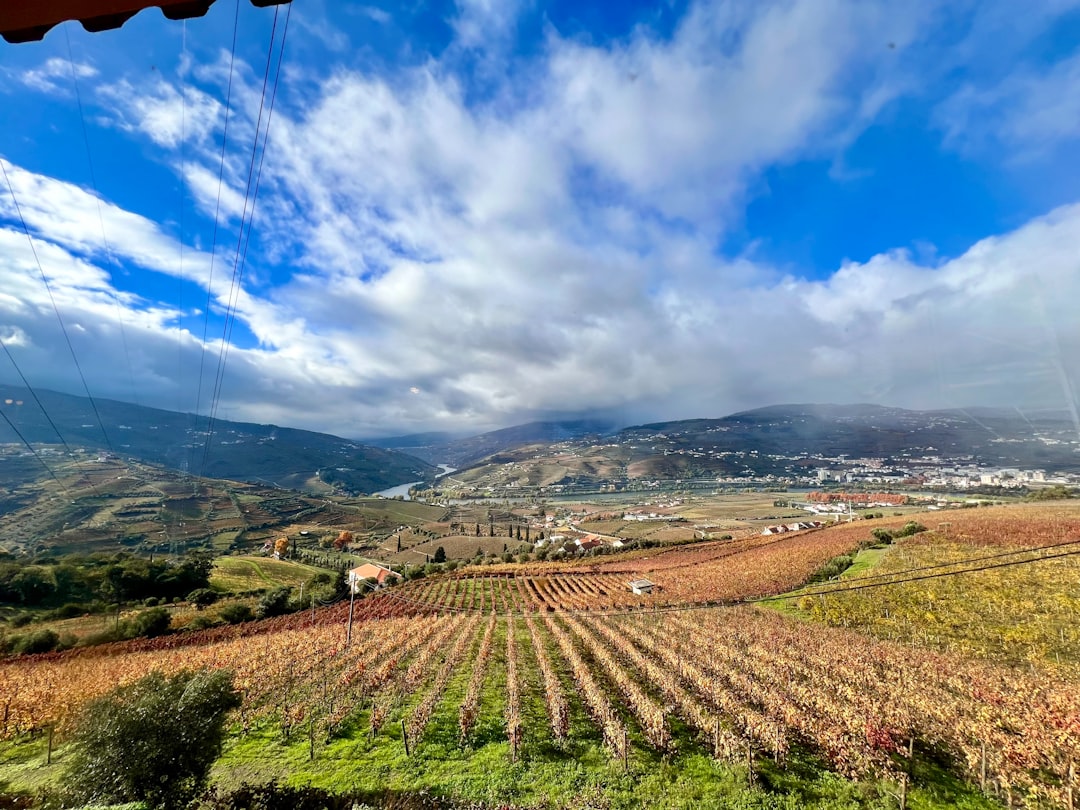 Portugalskie wina – przewodnik dla początkujących