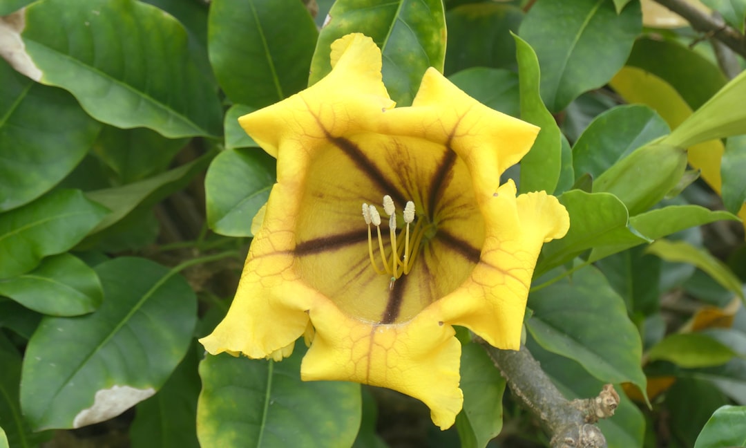 Madera: Ogrody botaniczne w Funchal – czy warto?